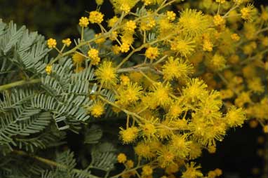 APII jpeg image of Acacia chinchillensis  © contact APII