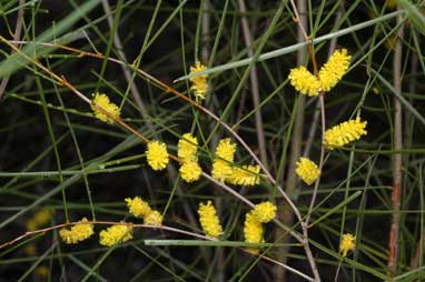 APII jpeg image of Acacia acuminata  © contact APII