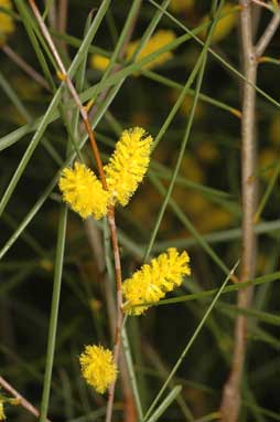 APII jpeg image of Acacia acuminata  © contact APII