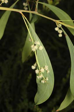 APII jpeg image of Acacia falcata  © contact APII