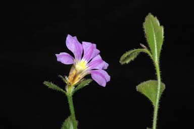 APII jpeg image of Scaevola calliptera  © contact APII