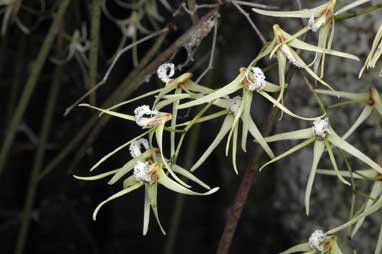 APII jpeg image of Dendrobium teretifolium  © contact APII