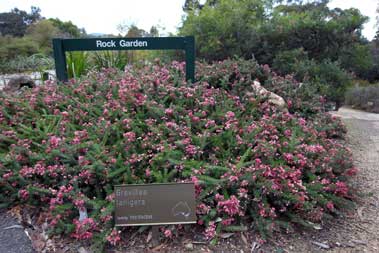 APII jpeg image of Grevillea lanigera  © contact APII