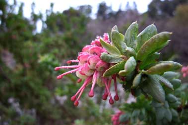 APII jpeg image of Grevillea iaspicula  © contact APII