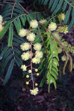 APII jpeg image of Acacia oshanesii  © contact APII