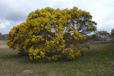 APII jpeg image of Acacia adunca  © contact APII