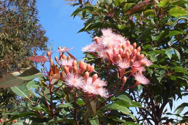 APII jpeg image of Corymbia 'Summer Beauty'  © contact APII