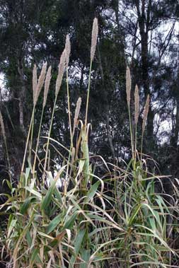 APII jpeg image of Arundo donax  © contact APII