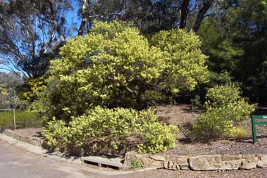 APII jpeg image of Acacia floribunda  © contact APII