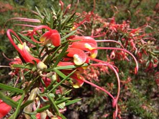 APII jpeg image of Grevillea newbeyi  © contact APII