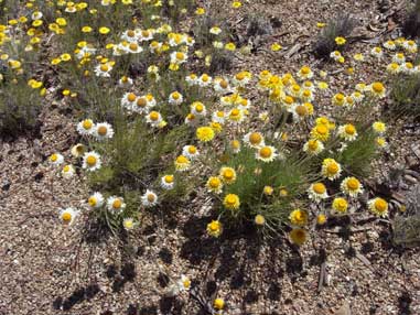 APII jpeg image of Leucochrysum albicans  © contact APII