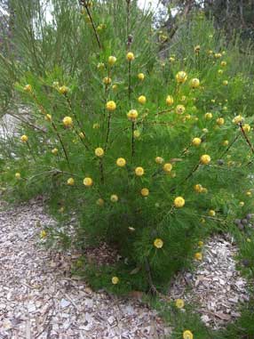 APII jpeg image of Isopogon anemonifolius  © contact APII