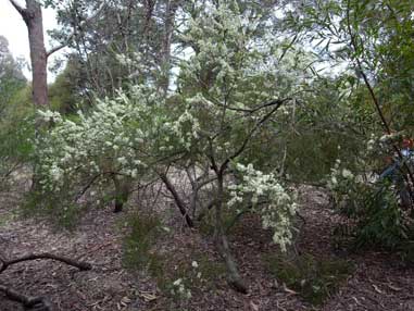 APII jpeg image of Hakea constablei  © contact APII