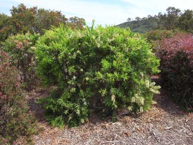 APII jpeg image of Callistemon 'Wilderness White'  © contact APII