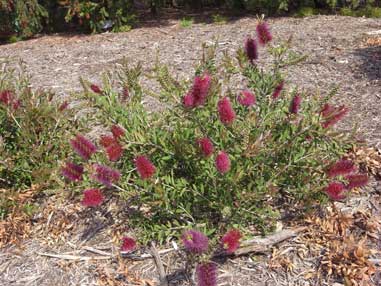 APII jpeg image of Callistemon 'Burgundy'  © contact APII