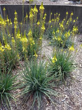 APII jpeg image of Bulbine glauca  © contact APII