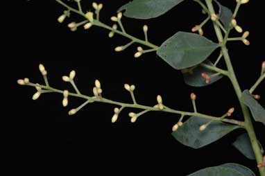 APII jpeg image of Acacia celastrifolia  © contact APII