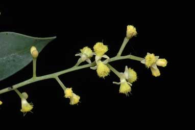 APII jpeg image of Acacia celastrifolia  © contact APII