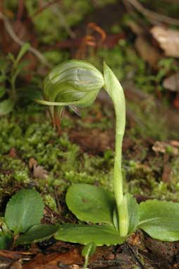 APII jpeg image of Pterostylis nutans  © contact APII