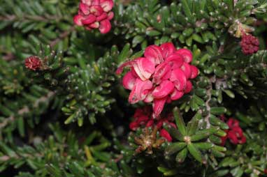 APII jpeg image of Grevillea 'Wooly Bear Hero'  © contact APII