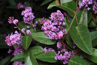 APII jpeg image of Hardenbergia 'Happy Wanderer'  © contact APII