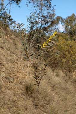 APII jpeg image of Acacia rubida  © contact APII