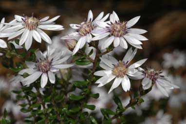 APII jpeg image of Olearia iodochroa  © contact APII