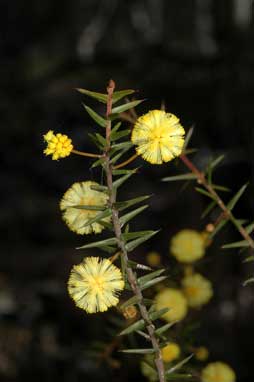 APII jpeg image of Acacia ulicifolia  © contact APII