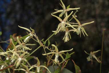 APII jpeg image of Clematis microphylla  © contact APII