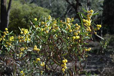 APII jpeg image of Acacia beckleri  © contact APII