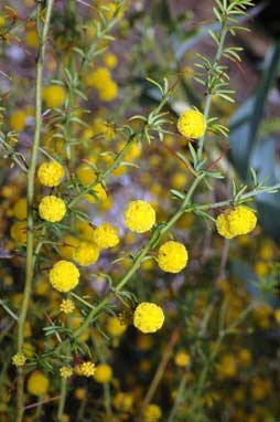 APII jpeg image of Acacia epacantha  © contact APII