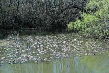 APII jpeg image of Nymphaea mexicana  © contact APII