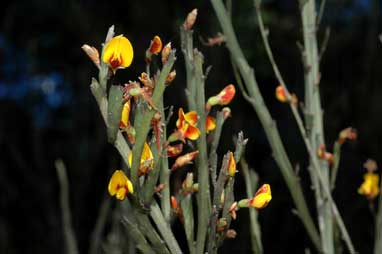 APII jpeg image of Bossiaea grayi  © contact APII