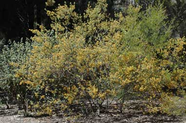 APII jpeg image of Pultenaea flexilis  © contact APII