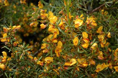 APII jpeg image of Pultenaea flexilis  © contact APII