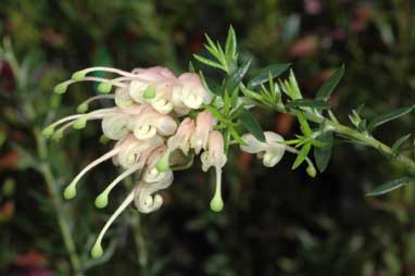 APII jpeg image of Grevillea 'Coral Baby'  © contact APII