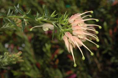 APII jpeg image of Grevillea 'Coral Baby'  © contact APII
