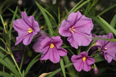 APII jpeg image of Solanum linearifolium  © contact APII