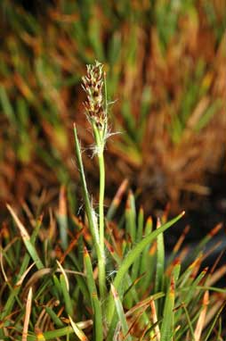 APII jpeg image of Oreobolus pumilio subsp. pumilio  © contact APII