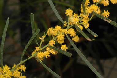 APII jpeg image of Acacia ligulata  © contact APII