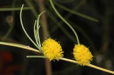 APII jpeg image of Acacia coolgardiensis  © contact APII