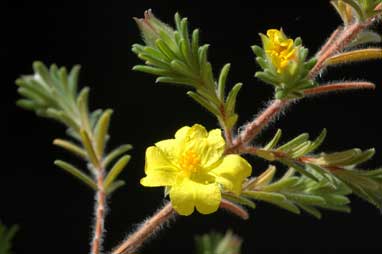 APII jpeg image of Hibbertia patens  © contact APII