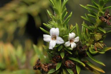 APII jpeg image of Diocirea acutifolia  © contact APII