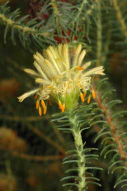 APII jpeg image of Petrophile ericifolia subsp. ericifolia  © contact APII