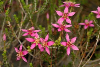 APII jpeg image of Calytrix brevifolia  © contact APII