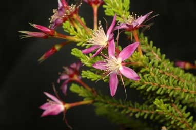 APII jpeg image of Calytrix desolata  © contact APII