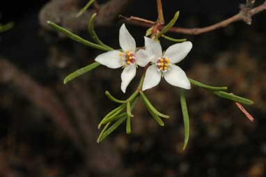 APII jpeg image of Boronia gunnii  © contact APII