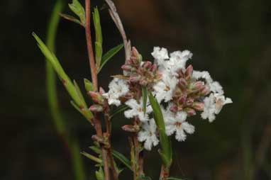 APII jpeg image of Leucopogon virgatus  © contact APII