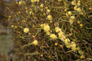 APII jpeg image of Acacia siculiformis  © contact APII