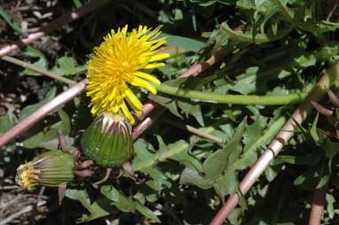 APII jpeg image of Taraxacum (sect. Hamata)  © contact APII